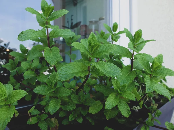 Mint Segar Balkon Herbal Segar Untuk Memasak Atau Teh — Stok Foto