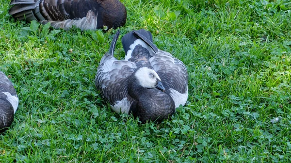 Barnacle Goose Resting Grass Summer Day Sweden — Stock Photo, Image