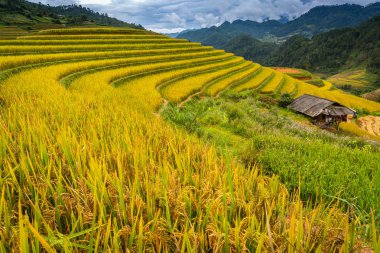 Mu Cang Chai, Yenbai, Vietnam pirinç tarlaları teraslı. 