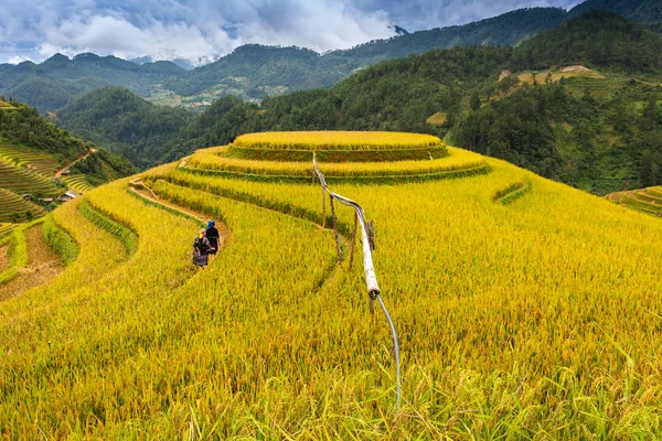 Campos de arroz en terrazas de Mu Cang Chai, YenBai, Vietnam . —  Fotos de Stock
