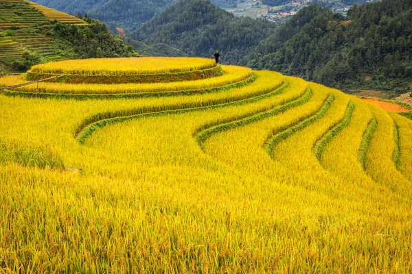 Campos de arroz en terrazas de Mu Cang Chai, YenBai, Vietnam . —  Fotos de Stock