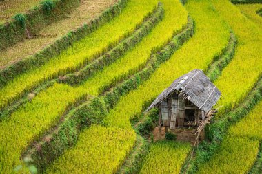 Mu Cang Chai, Yenbai, Vietnam pirinç tarlaları teraslı. 