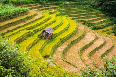 Mu Cang Chai, Yenbai, Vietnam pirinç tarlaları teraslı. 