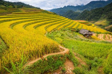 Mu Cang Chai, Yenbai, Vietnam pirinç tarlaları teraslı. 