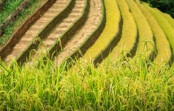 Campos de arroz en terrazas de Mu Cang Chai, YenBai, Vietnam . —  Fotos de Stock