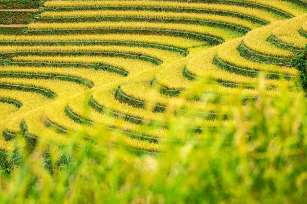 Campos de arroz en terrazas de Mu Cang Chai, YenBai, Vietnam . —  Fotos de Stock