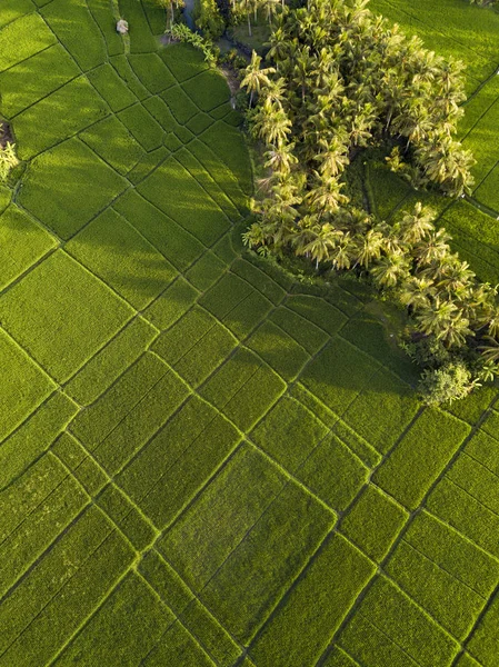 Aerial View Rice Fields Bali Indonesia — Stock Photo, Image