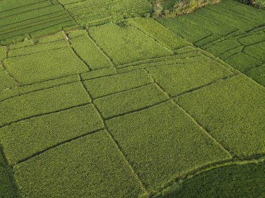 Pirinç tarlalarının havadan görünüşü, Bali, Endonezya 
