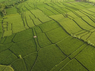 Pirinç tarlalarının havadan görünüşü, Bali, Endonezya 
