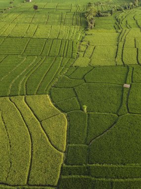 Pirinç tarlalarının havadan görünüşü, Bali, Endonezya 