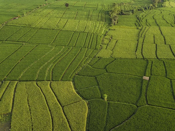Pirinç tarlalarının havadan görünüşü, Bali, Endonezya 
