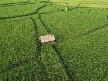 Pirinç tarlalarının havadan görünüşü, Bali, Endonezya 