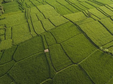 Pirinç tarlalarının havadan görünüşü, Bali, Endonezya 
