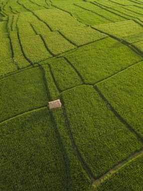 Pirinç tarlalarının havadan görünüşü, Bali, Endonezya 