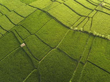 Pirinç tarlalarının havadan görünüşü, Bali, Endonezya 
