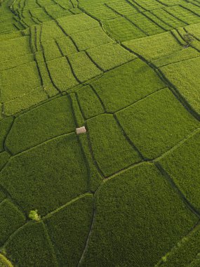 Pirinç tarlalarının havadan görünüşü, Bali, Endonezya 