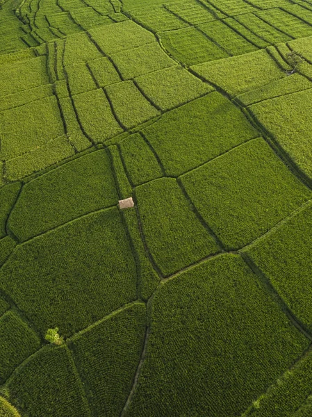 Aerial view of rice fields, Bali, Indonesia — Stock Photo, Image