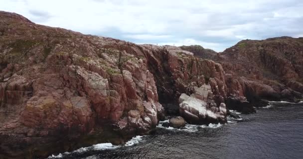 Stormo di gabbiani, Veduta aerea della costa del Mare di Barents — Video Stock