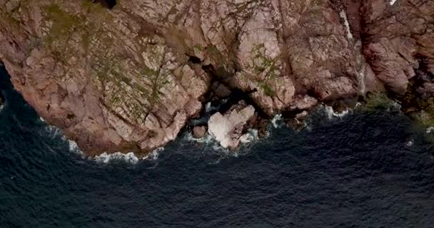 Stormo di gabbiani, Veduta aerea della costa del Mare di Barents — Video Stock