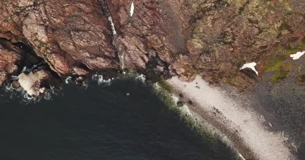 Rebanho de gaivotas, Vista aérea da costa do Mar de Barents — Vídeo de Stock