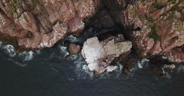 Manada de gaviotas, Vista aérea de la costa del mar de Barents — Vídeo de stock