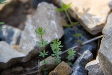 taşların arka planda yeşil çim. çim taşlar arasında yetişir