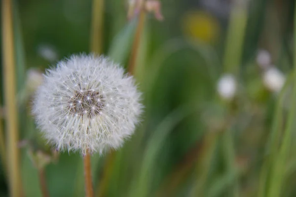 草の背景にタンポポ — ストック写真