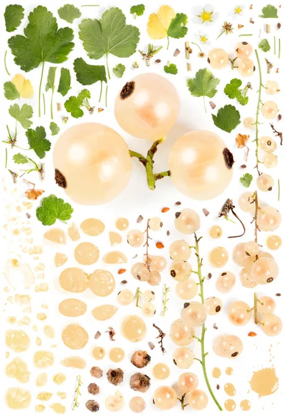 White Currant Collection Abstract — Stock Photo, Image