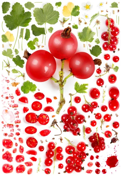 Red Currant Collection Abstract