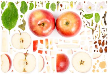 Apple Collection Özet