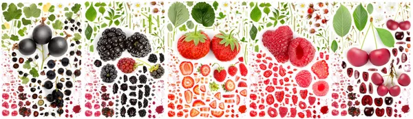 Berry collectie Kort — Stockfoto