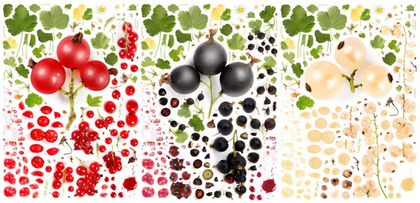 Currant Collection Abstract