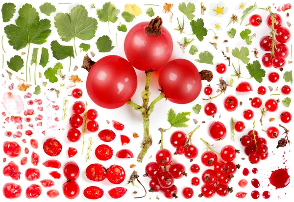 Red Currant Collection Abstract