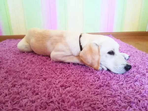 Labrador Retriever Lies Carpet — Stock Photo, Image