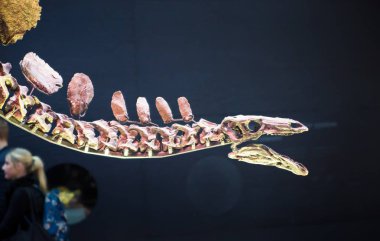 Londra, İngiltere - 11 Mart 2018: Dinozorlar Ulusal Tarih Müzesi'nde sergileniyor ve eserin etrafında ki birçok insan