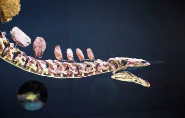 Londra, İngiltere - 11 Mart 2018: Dinozorlar Ulusal Tarih Müzesi'nde sergileniyor ve eserin etrafında ki birçok insan