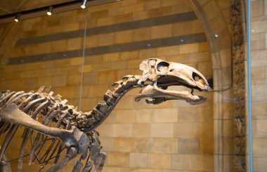 Londra, İngiltere - 11 Mart 2018: Dinozorlar Ulusal Tarih Müzesi'nde sergileniyor ve eserin etrafında ki birçok insan