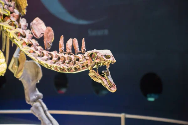 Londen Maart 2018 Dinosaurussen Weergeven National History Museum Veel Mensen — Stockfoto