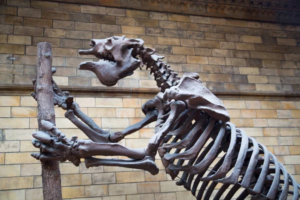 Londyn Wielka Brytania Marca 2018 Wystawa Dinozaurów Narodowym Muzeum Historii — Zdjęcie stockowe
