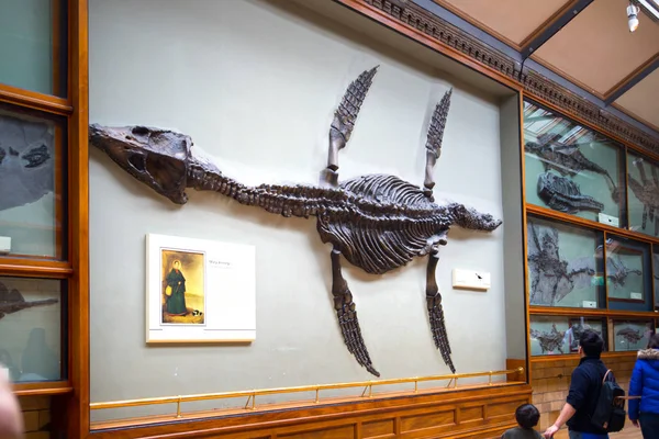 London March 2018 Dinosaurs Display National History Museum Lots People — Stock Photo, Image