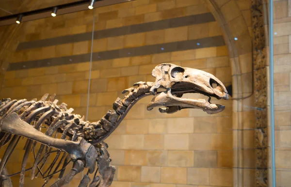 London March 2018 Dinosaurs Display National History Museum Lots People — Stock Photo, Image