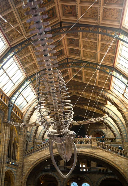 Národní Historické Muzeum Londýnské Anglie Obraz Velrybí Kostry Hlavní Hale — Stock fotografie