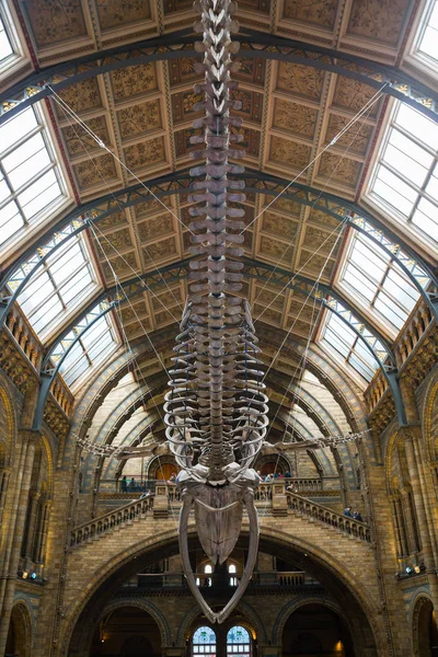 London England National Historic Museum Vista Esqueleto Ballena Sala Principal — Foto de Stock