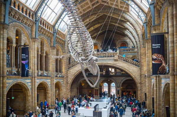 London England National Historic Museum Widok Szkielet Wielorybów Hali Głównej — Zdjęcie stockowe