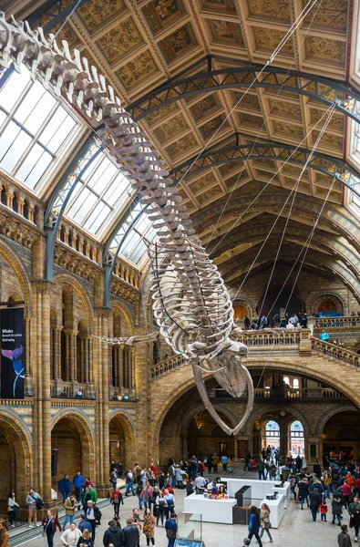 伦敦英格兰国家历史博物馆 主厅鲸鱼骨架的景观 — 图库照片