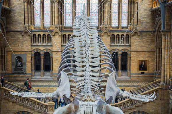 Londen Engeland Nationaal Historisch Museum Uitzicht Een Walvis Skelet Grote — Stockfoto