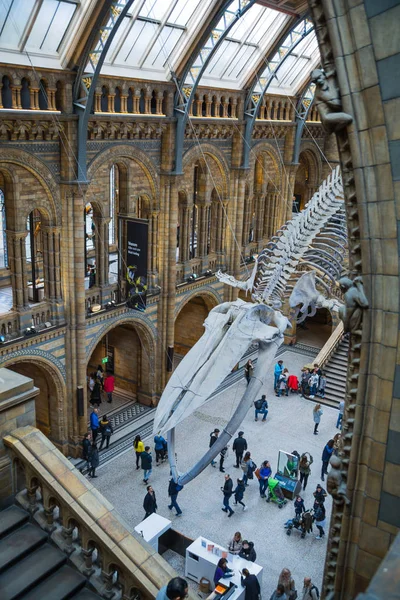 Εθνικό Ιστορικό Μουσείο Λονδίνου Θέα Ενός Σκελετού Φάλαινας Στην Κύρια — Φωτογραφία Αρχείου
