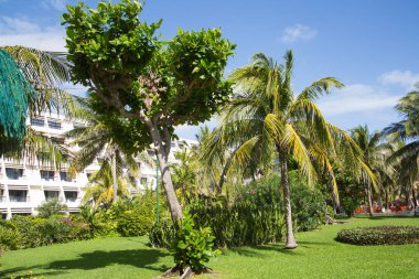 Meksika, Cancun - 15 Şubat 2018: Meksika'nın güzel doğası. Cancun Grand Pyramid eğlence kompleksi Palmiye parkı