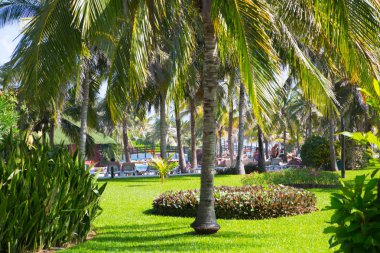 Meksika, Cancun - 15 Şubat 2018: Meksika'nın güzel doğası. Cancun Grand Pyramid eğlence kompleksi Palmiye parkı
