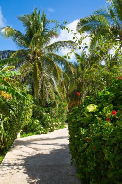 Meksika, Cancun - 15 Şubat 2018: Meksika'nın güzel doğası. Cancun Grand Pyramid eğlence kompleksi Palmiye parkı